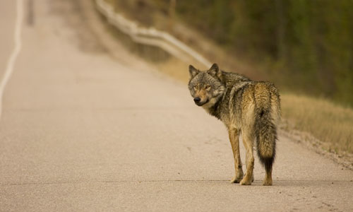 Анизотропное шоссе